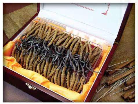 安泽冬虫夏草回收